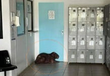 Polícia resgata ‘capivara estudante’ de universidade de Rio Preto