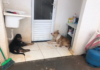 Mulher é presa em flagrante por maus-tratos a animais em condomínio de Rio Preto