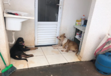 Mulher é presa em flagrante por maus-tratos a animais em condomínio de Rio Preto