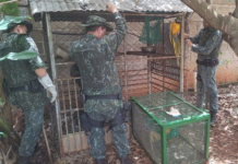 Polícia Ambiental resgata duas araras-canindé em Tanabi