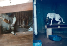 Quatro cachorros com sinais de maus-tratos são resgatados em Rio Preto