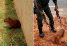 Filhotes de capivara caem em buraco e são resgatados em Rio Preto