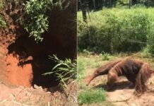 Tamanduá-bandeira é resgatado após cair em buraco de quatro metros de profundidade em Bady Bassitt