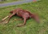 Duas pessoas ficam feridas e cavalo morre atropelado em rodovia de Rio Preto