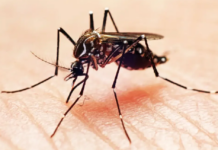Anvisa avalia pedido de registro de vacina contra a dengue