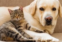Prefeitura segue com campanha de vacinação contra a Raiva em cães e gatos