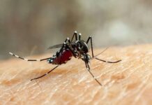 Estado de SP alerta população sobre riscos da febre amarela no carnaval