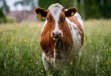 China afirma ter clonado vacas “altamente produtivas”