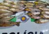 Pescador é multado por pesca ilegal em Cardoso