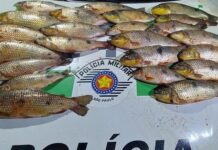 Pescador é multado por pesca ilegal em Cardoso