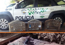 Homem é multado por maus-tratos a porcos em Votuporanga
