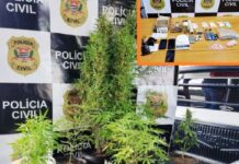 Pés de maconha, ecstasy e LSD são apreendidos em Catanduva