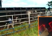 Caminhão carregado com gado tomba e parte dos animais morre