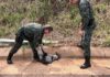 Polícia Ambiental resgata cachorro-do-mato após atropelamento em Votuporanga