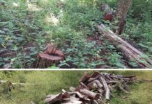 Polícia Ambiental multa proprietário rural por corte ilegal de árvores nativas