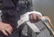 Polícia Ambiental resgata garça enroscada em anzol no rio Grande