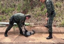 Polícia Ambiental resgata cachorro-do-mato após atropelamento em Votuporanga