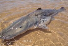 Pesca do pintado vai ser liberada após período de defeso