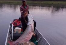 Como o maior peixe da Amazônia foi parar nos rios do interior de São Paulo