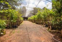 Disque Árvore completa 6 anos com a plantação gratuita de 2 mil mudas