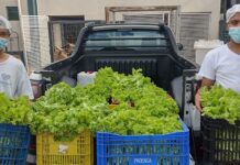 Irmãos de Emaús destina verduras para Santa Casa