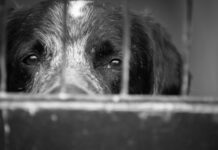 Governo de SP sanciona lei para que veterinários denunciem casos de maus-tratos animais