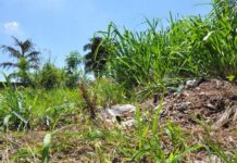 Fiscais flagram mais de 160 terrenos sujos em Votuporanga