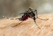 Dengue: agentes de saúde trabalham neste sábado para orientar a população