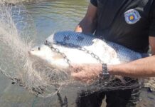 Polícia Ambiental ajuda a salvar peixes no rio Grande após fechamento de comportas de usina