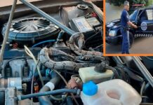 Jiboia é resgatada após ser encontrada em motor de carro em Potirendaba