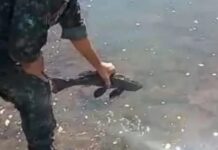 Peixes são resgatados durante o fechamento das comportas da usina de Marimbondo