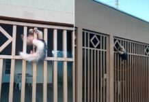 Tamanduá-mirim é resgatado após ser encontrado ‘escalando’ portão de casa em Rio Preto