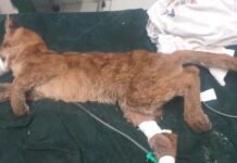 Filhote de onça-parda é resgatado após cair em caixa de contenção e ficar sem água e comida por três dias