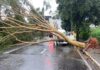 Árvore de grande porte cai e interdita avenida em Rio Preto