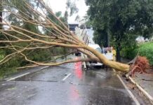 Árvore de grande porte cai e interdita avenida em Rio Preto