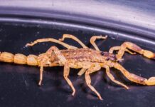 Menina de 1 ano é intubada após ser picada por escorpião em Olímpia