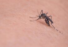 Votuporanga ultrapassa 350 casos de dengue no ano