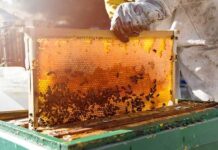 Curso de apicultura, com módulo sobre produção de polén, está com inscrições abertas