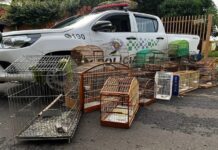 Homem é multado em R$ 15 mil por manter 30 aves nativas em cativeiro