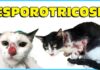 ALERTA – Castração de animais diminui o risco de esporotricose