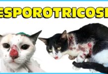 ALERTA – Castração de animais diminui o risco de esporotricose
