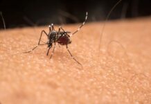 Votuporanga acumula 485 casos positivos de dengue em 2023