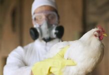Gripe aviária leva Brasil a decretar emergência zoossanitária; oito casos já foram confirmados