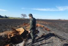 Empresa é multada em R$ 93 mil por queima ilegal e corte de árvores