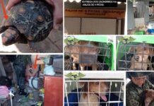 Mulher é multada em R$ 42,5 mil por maus-tratos a cães, gatos e jabuti em Penápolis