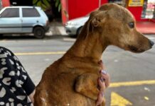 Mulher é denunciada após quatro cachorros serem encontrados com sinais graves de maus-tratos em Rio Preto
