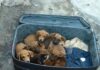 Sete filhotes de cachorro são encontrados dentro de mala abandonada em Rio Preto