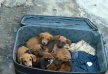 Sete filhotes de cachorro são encontrados dentro de mala abandonada em Rio Preto