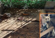 Cães e jabuti são encontrados em situação de maus-tratos após denúncia em Rio Preto