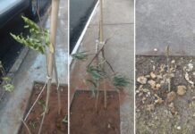 Vândalos destroem árvores recém-plantadas em escola de Votuporanga